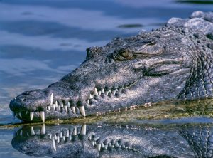 Alligator Hunting Is Legal In North Carolina After 45 Years Prohibited