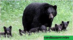 Beruang Hitam Betina di Asheville, Melahirkan Lebih Awal