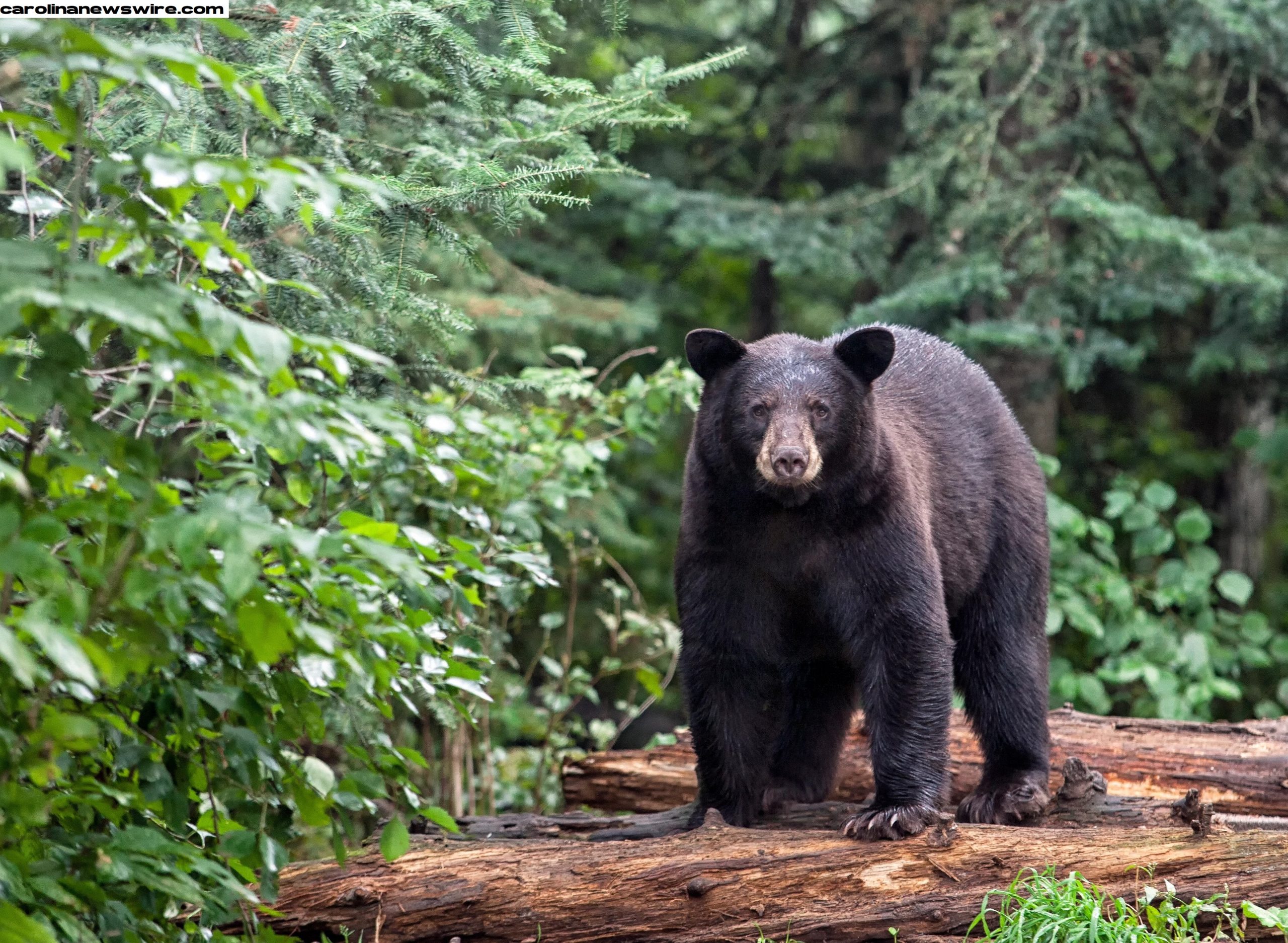 Beruang Hitam Menyerang Pasangan di Asheville, Carolina Utara